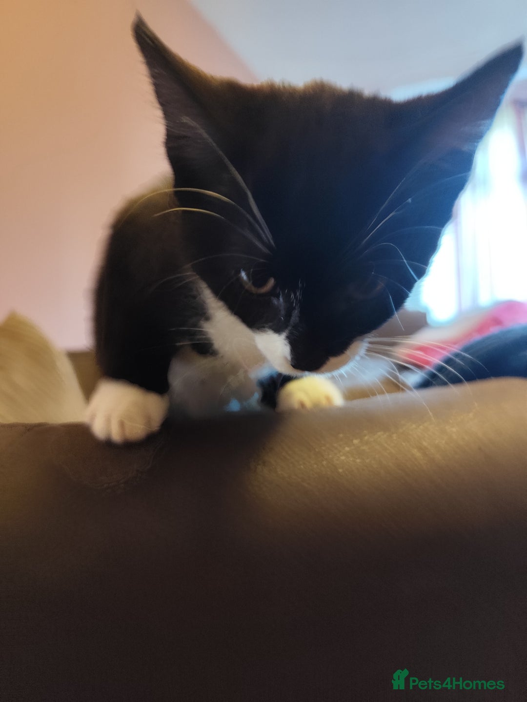 European cats for sale: Kittens for sale  - Image 4