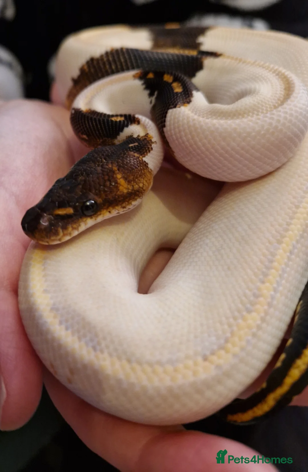 Python Snake reptiles for sale: Blackhead Ivory Paradox (super goblin) Ball Python - Advert 4