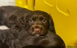 Cocker Spaniel dogs for sale: Last female cocker spaniel available 22/11 - Image 4