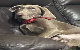 Mixed Breed dogs for sale: Ivar Weimaraner x sprocker - Image 7