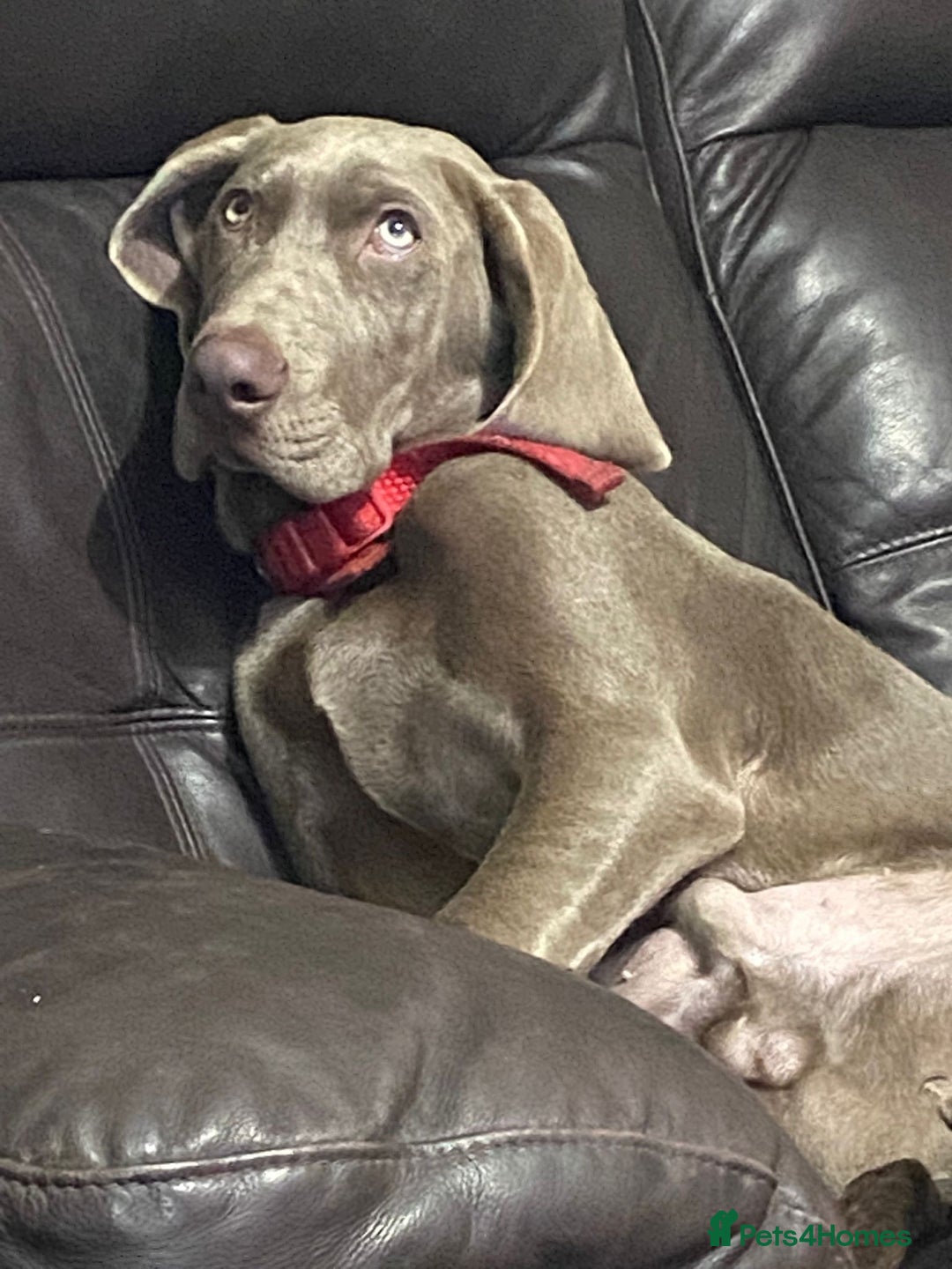 Mixed Breed dogs for sale: Ivar Weimaraner x sprocker - Image 7