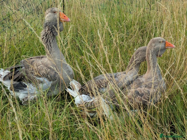Geese poultry in Boston - Advert 4
