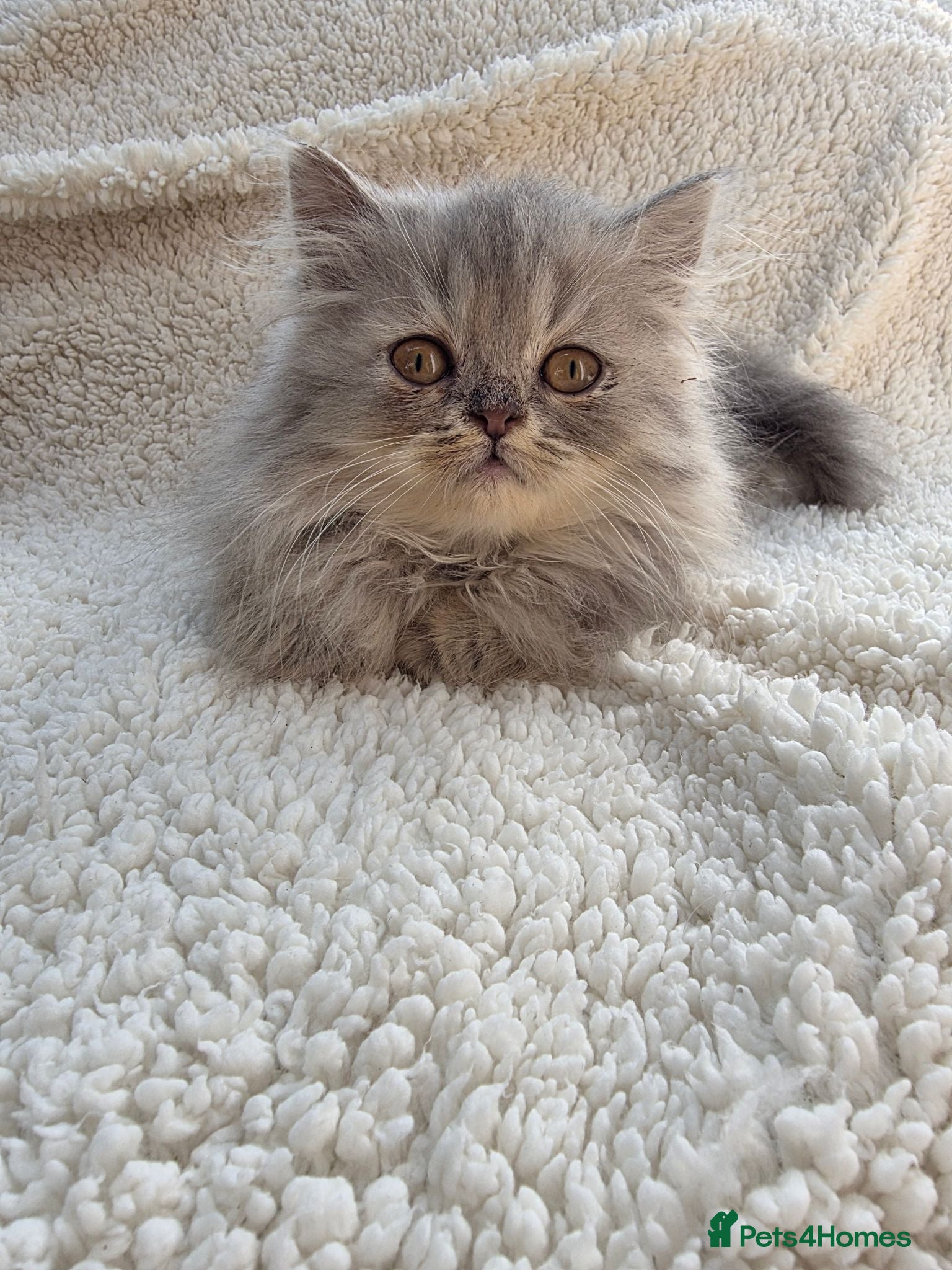 Persian cats Lilac Persian Kittens Ready to Leave Now - Advert 1
