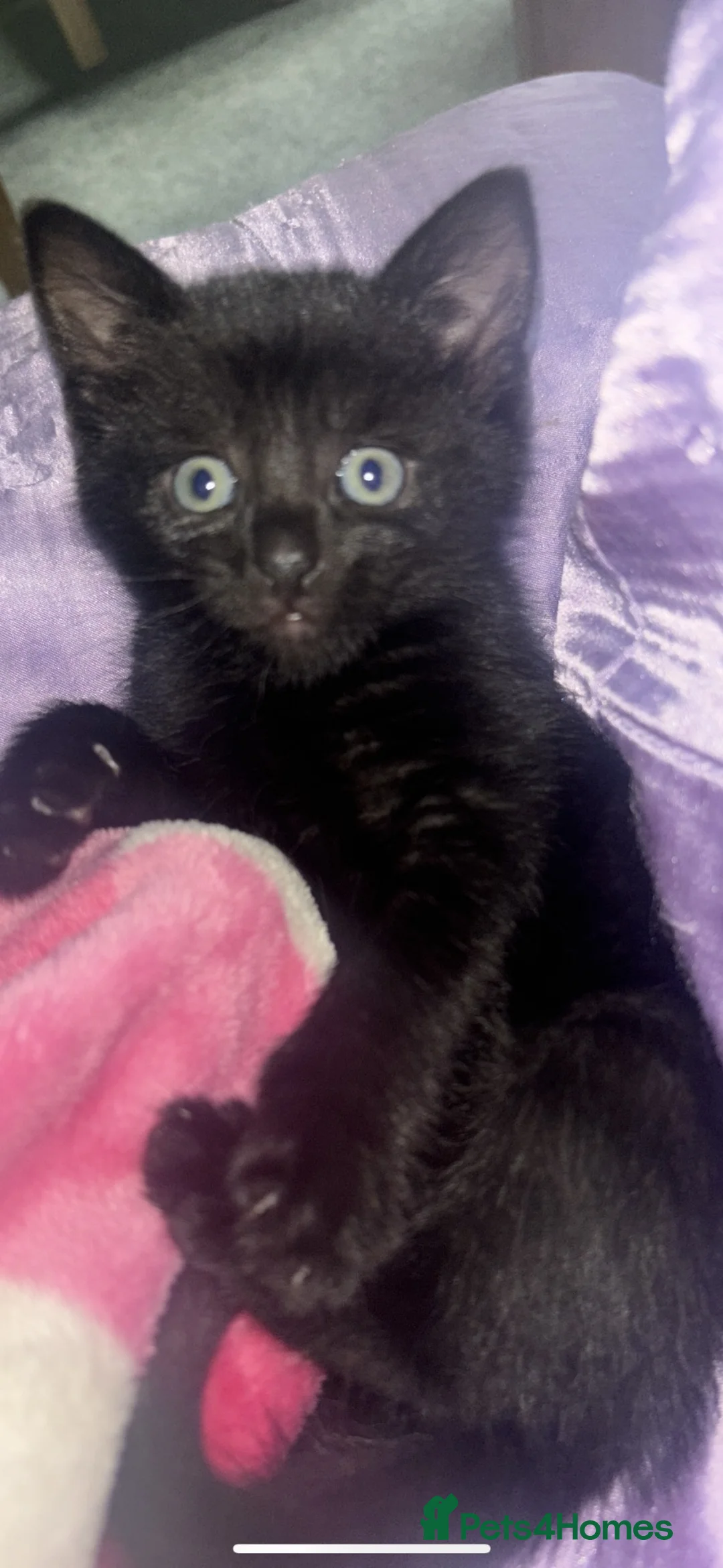 Mixed Breed cats for sale: All black male kitten read now  in Wallasey - Advert 1