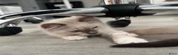 Ragdoll cats for sale: Stunning Purebred Ragdoll Kittens - Advert 11