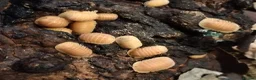 Mixed Breed livestock for sale: Isopods, millipedes and beetles  in Telford - Advert 13