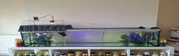 Turtle reptiles for sale: Reeves turtle with full set up - Advert 3