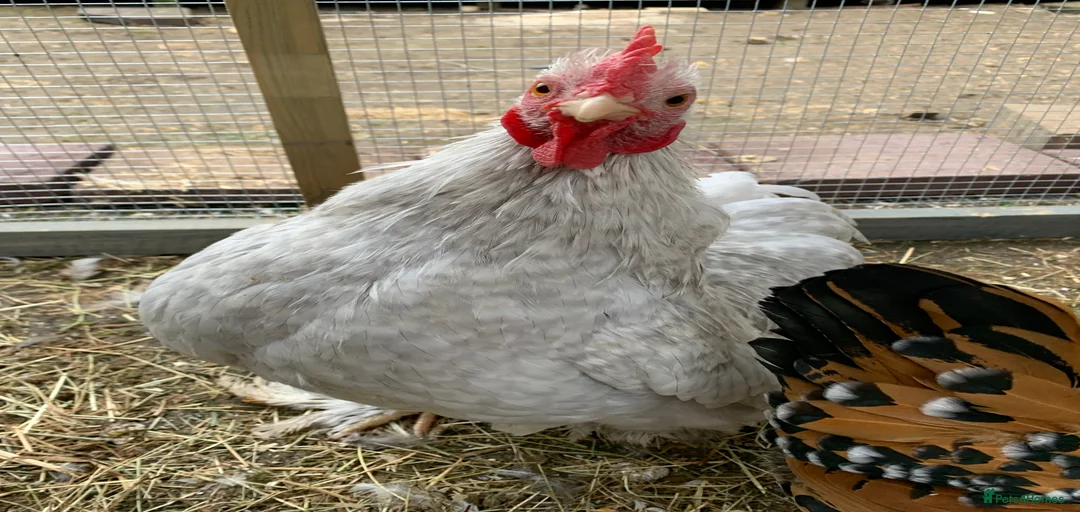 Gallery Image {{count}}