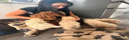 Cockapoo dogs for sale: F1b cockerpoos ready tomorrow  - Advert 7