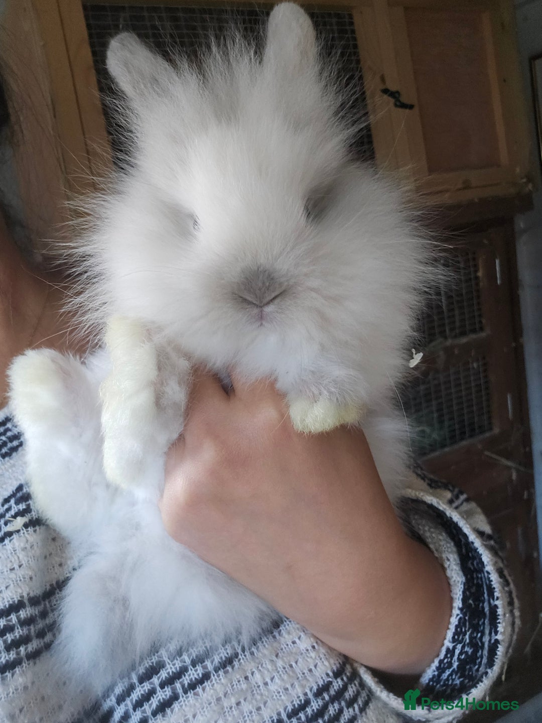 Lionhead rabbits for sale: 5 Beautiful Lion Head Babies - Advert 8