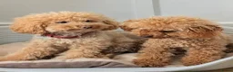 Toy Poodle dogs for sale: Beautiful Toy Poodle Puppies – Red & Apricot ❤️ - Advert 26