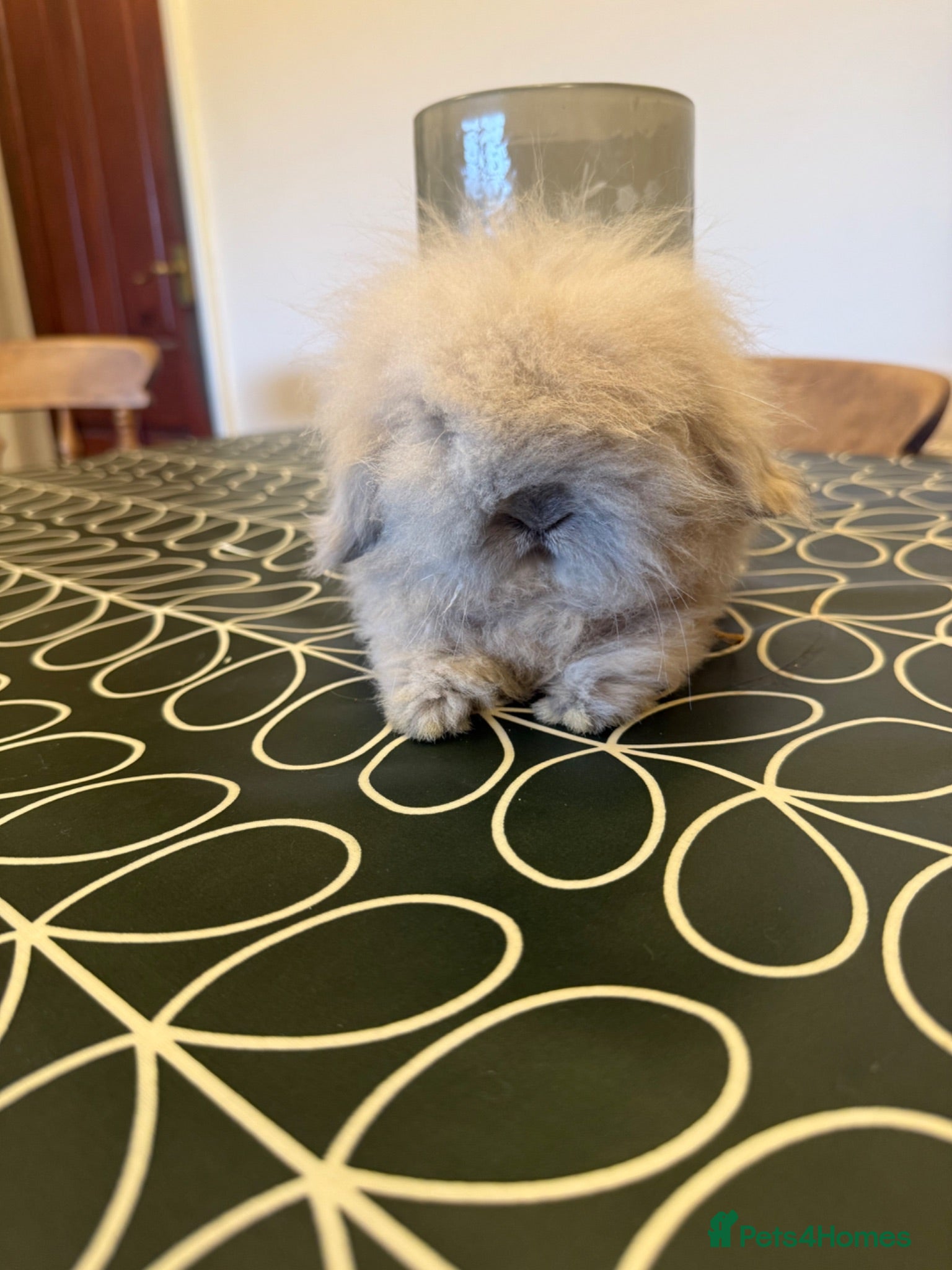 Mini Lion Lop rabbits Mini lionlop does - Advert 1