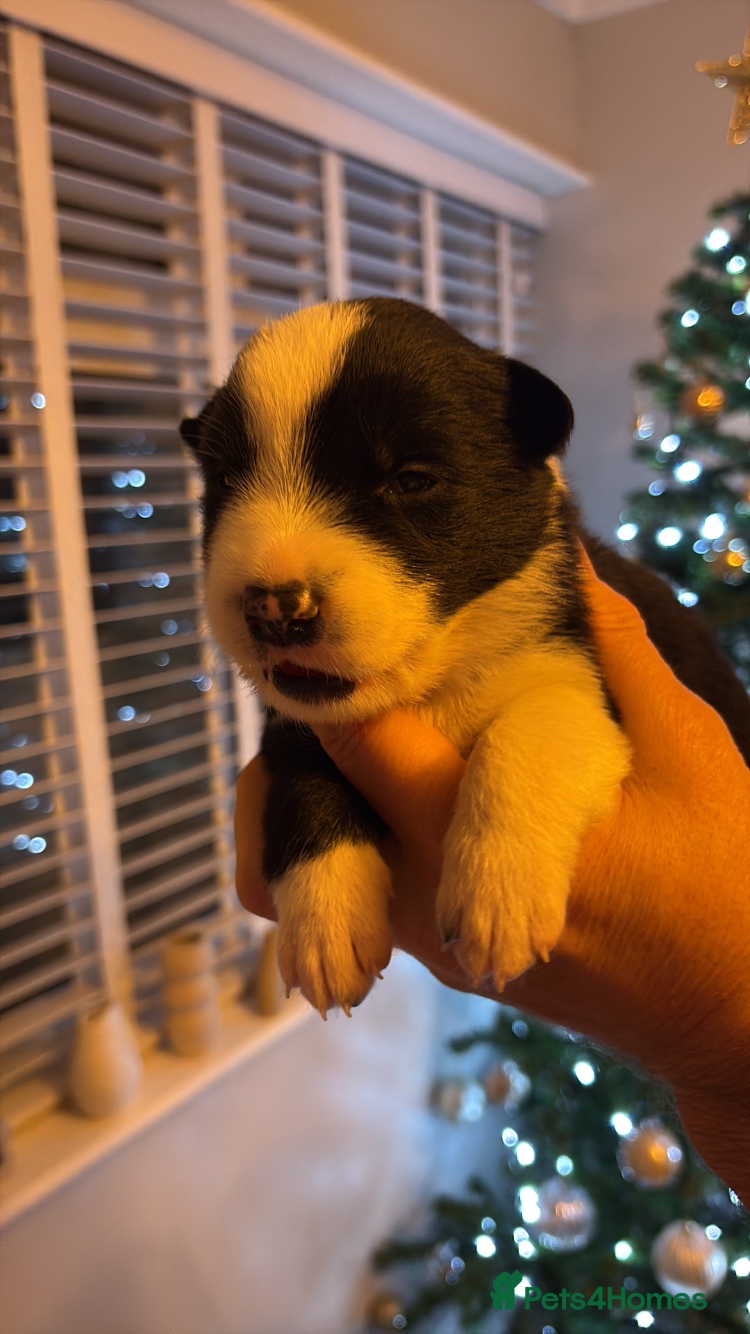 Border Collie dogs for sale: Border collie’s - Advert 10