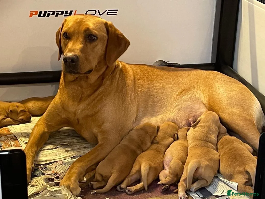 Labrador Retriever dogs for sale: Outstanding Litter of Fox Red Labrador Puppies  in Carmarthen - Advert 19