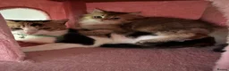 British Shorthair cats for sale:  1 year Lovely calico cat looking for a new home!! - Advert 3
