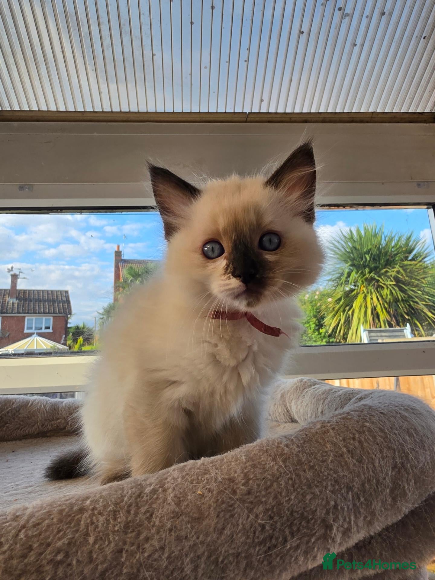 Ragdoll cats TICA/GCCF registered ragdoll kittens - Advert 1