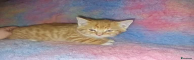 Ginger - Shorthaired 