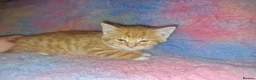 Mixed Breed cats for sale: Kittens Ready Now Longhaired and shorthaired - Advert 2