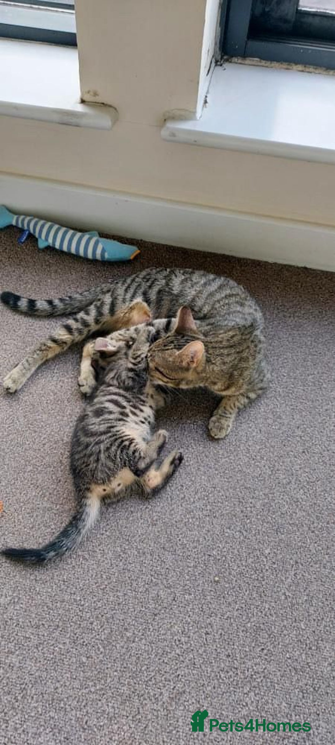 Domestic Shorthair cats for sale: Classic Tabby Domestic shorthair - Image 4