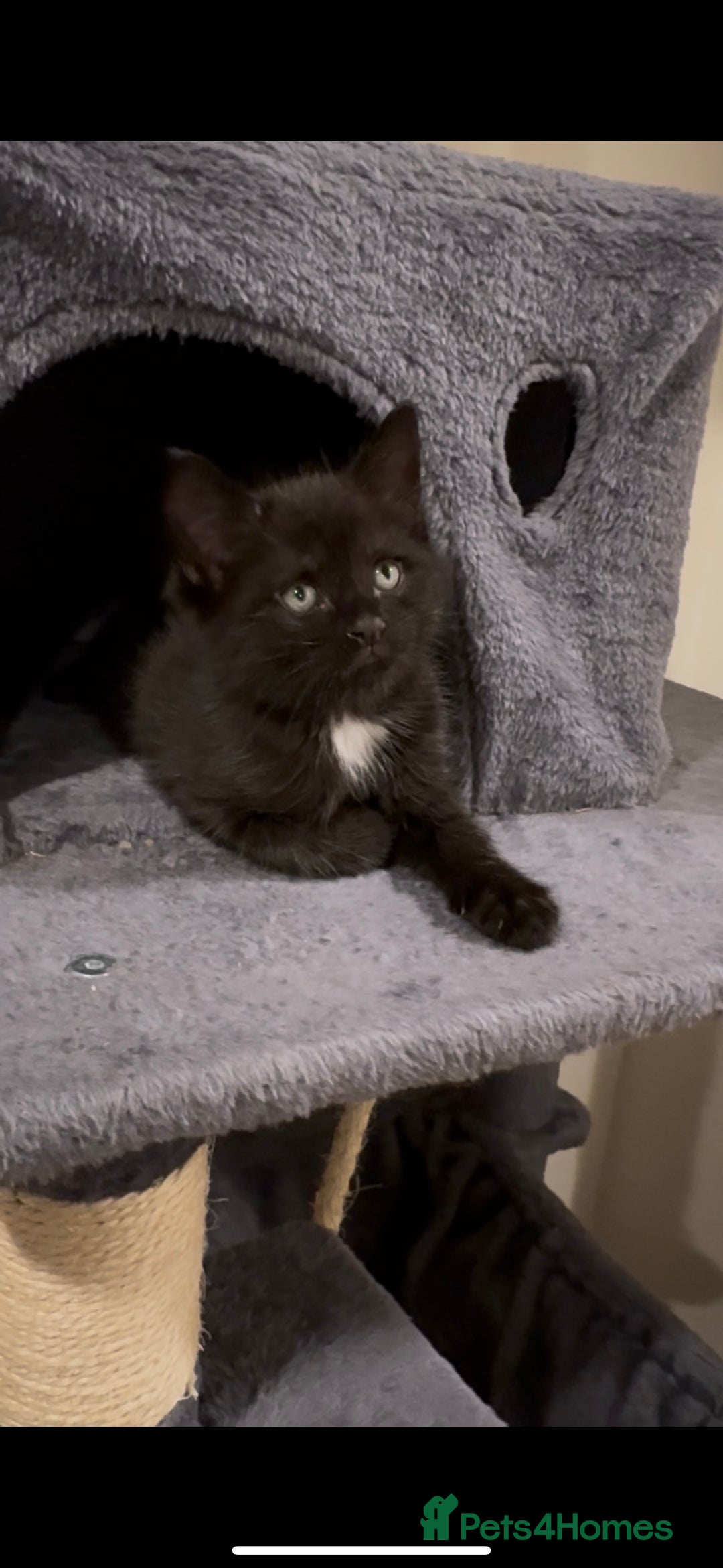British Longhair cats for sale: 3 Gorgeous Fluffy Cuddly Babies! - Image 9