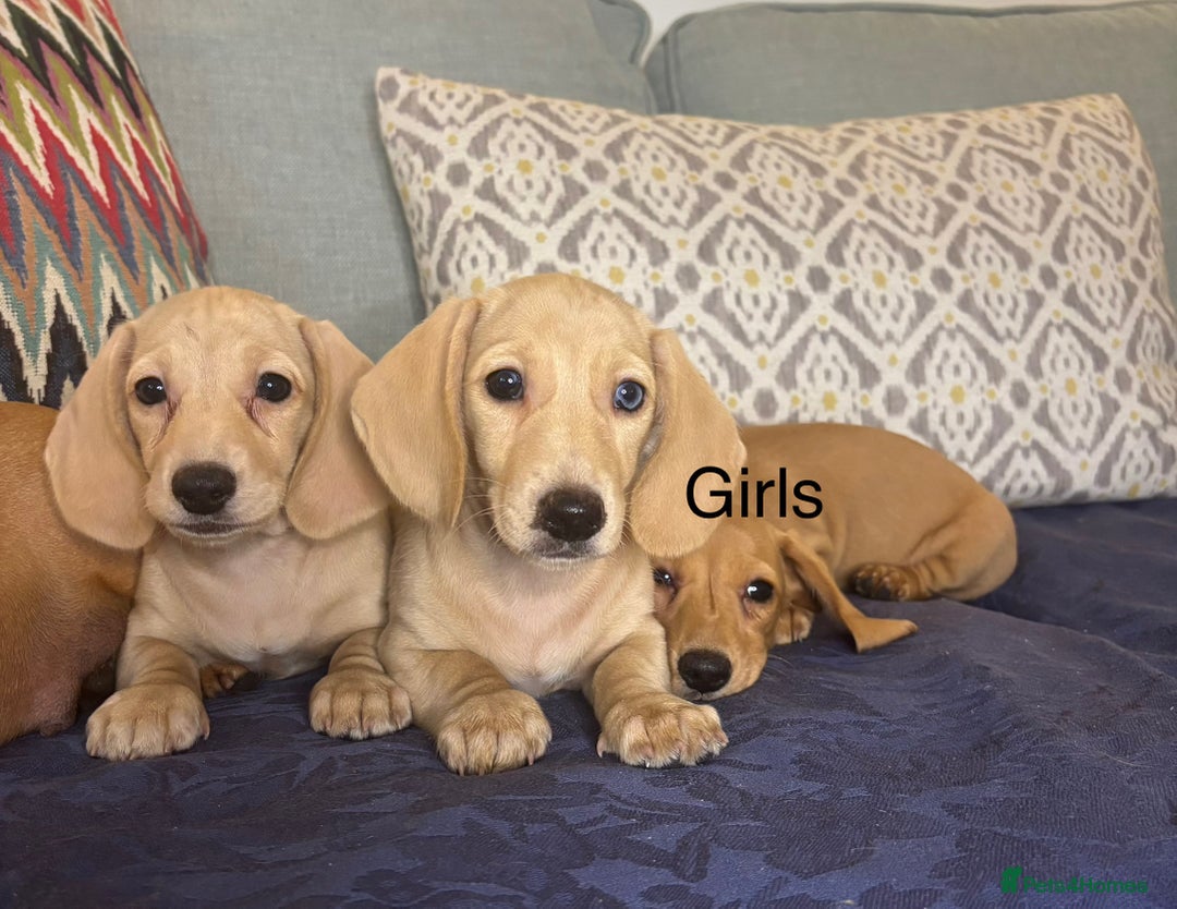 Miniature Dachshund dogs for sale: 🐶 Miniature Smooth Haired Dachshunds. KC REG. 🐶  - Image 4