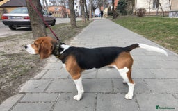 Beagle dogs for stud: Pure beagle for stud  in Warwick - Image 15
