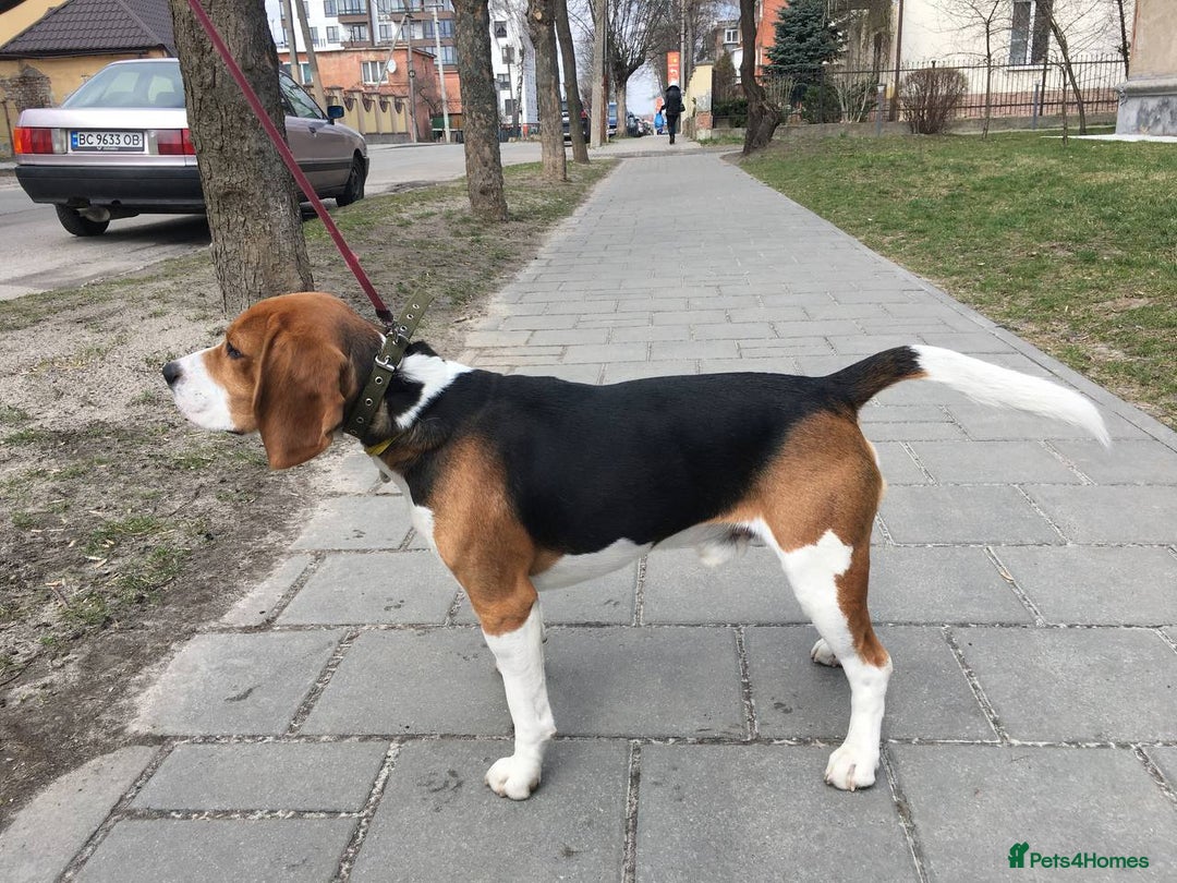 Beagle dogs for stud: Pure beagle for stud  in Warwick - Image 15