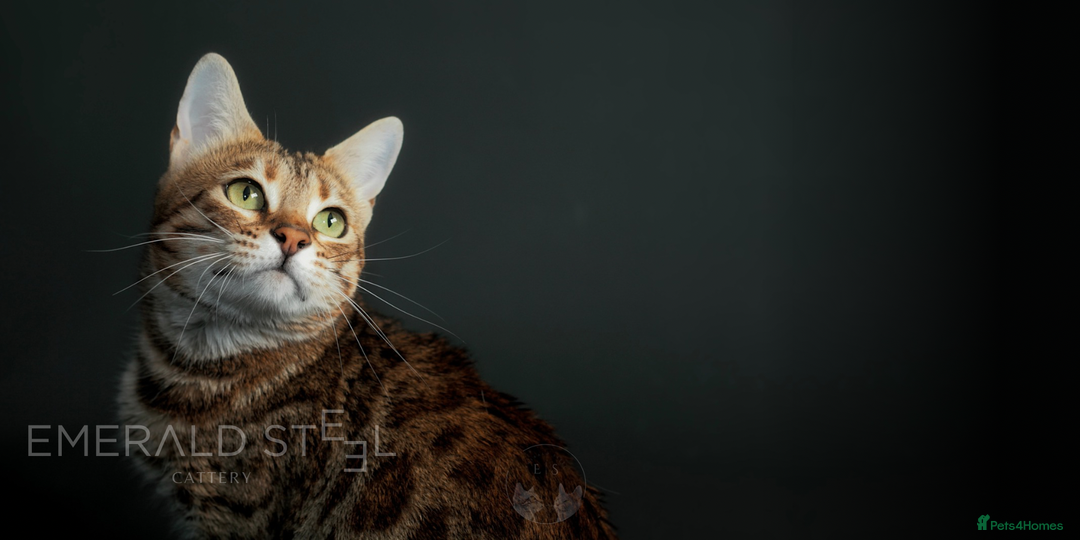 Bengal cats for sale: Pure Pedigree TICA Early Generation Bengal - Advert 6