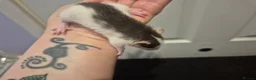 Rat rodents for sale: Baby Dumbo Rats in Durham - Advert 18