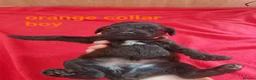 Doxiepoo dogs for sale: 6 doxiepoos - Advert 29