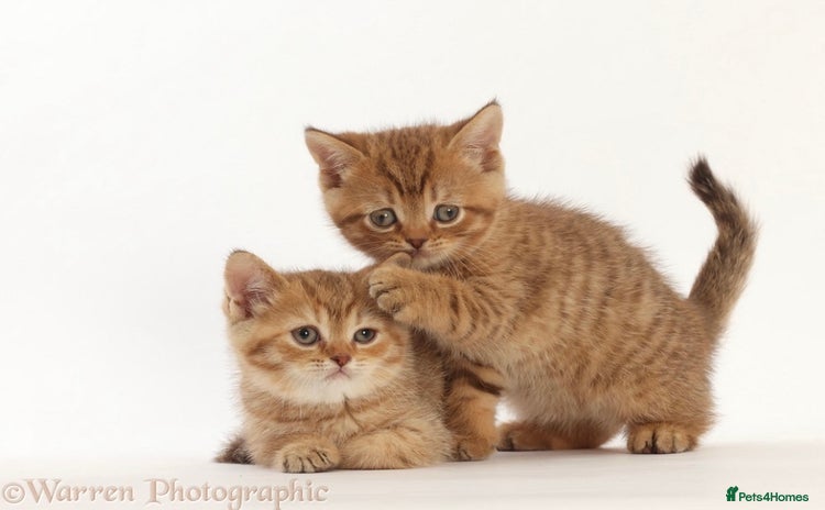 British Shorthair cats - Advert 8