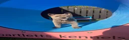 Chow Chow dogs for sale: Stunning Exotic colour chowski puppies for sale - Advert 20