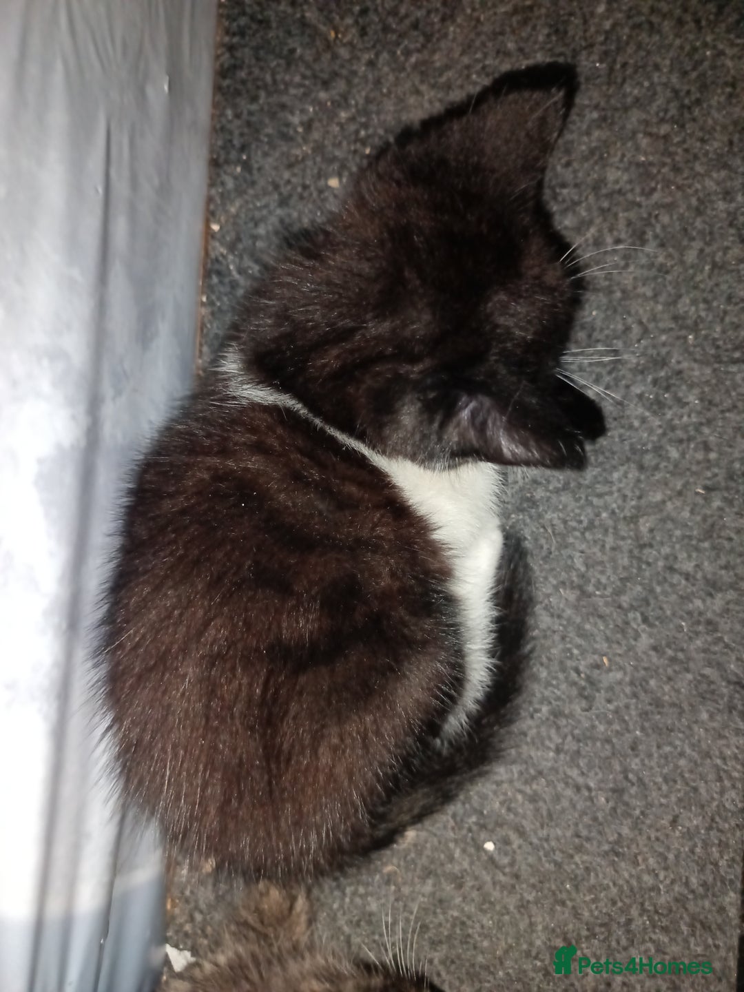 Mixed Breed cats for sale: 2 kittens for sale - Image 7