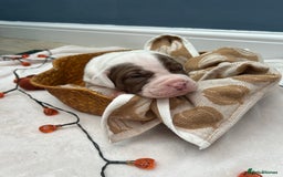 Mixed Breed dogs for sale: 6 beautiful puppies  - Image 7