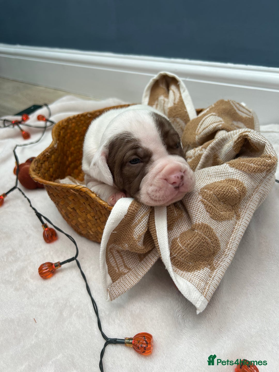 Mixed Breed dogs for sale: 6 beautiful puppies  - Image 7