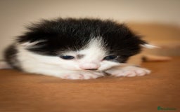 Mixed Breed cats for sale: Adorable bundles of fluff - Image 3