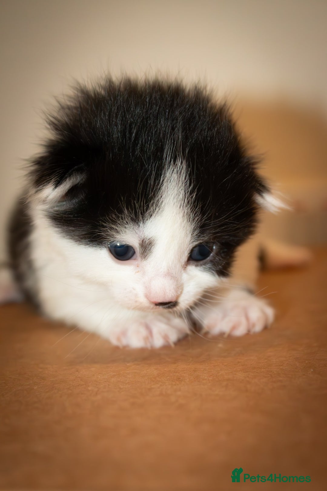 Mixed Breed cats for sale: Adorable bundles of fluff - Image 3