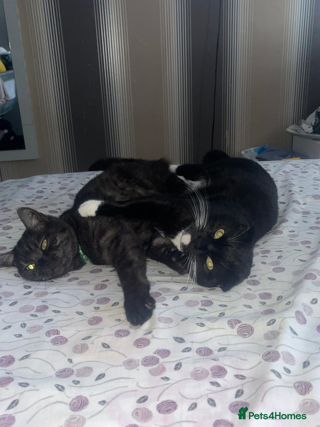 British Shorthair cats for sale: Negotiable British Shorthair  - Image 9