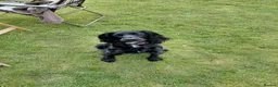 Cockerdor dogs for sale: ******Stunning cockedors****** - Advert 21