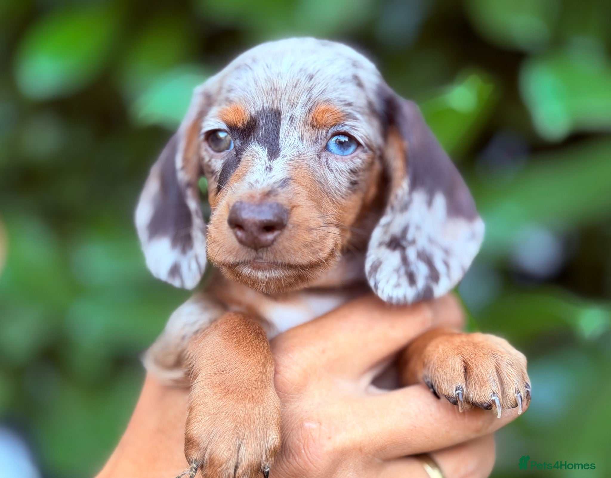 Miniature Dachshund dogs 🌸Chocolate Dapple-Available 🌸 - Advert 1