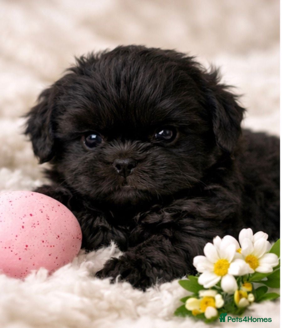 Shih Tzu dogs KC Reg Health Tested Solid Black Boy  - Advert 8