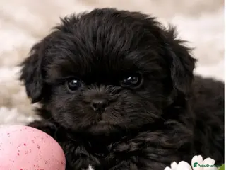 Shih Tzu dogs KC Reg Health Tested Solid Black Boy - Advert 8