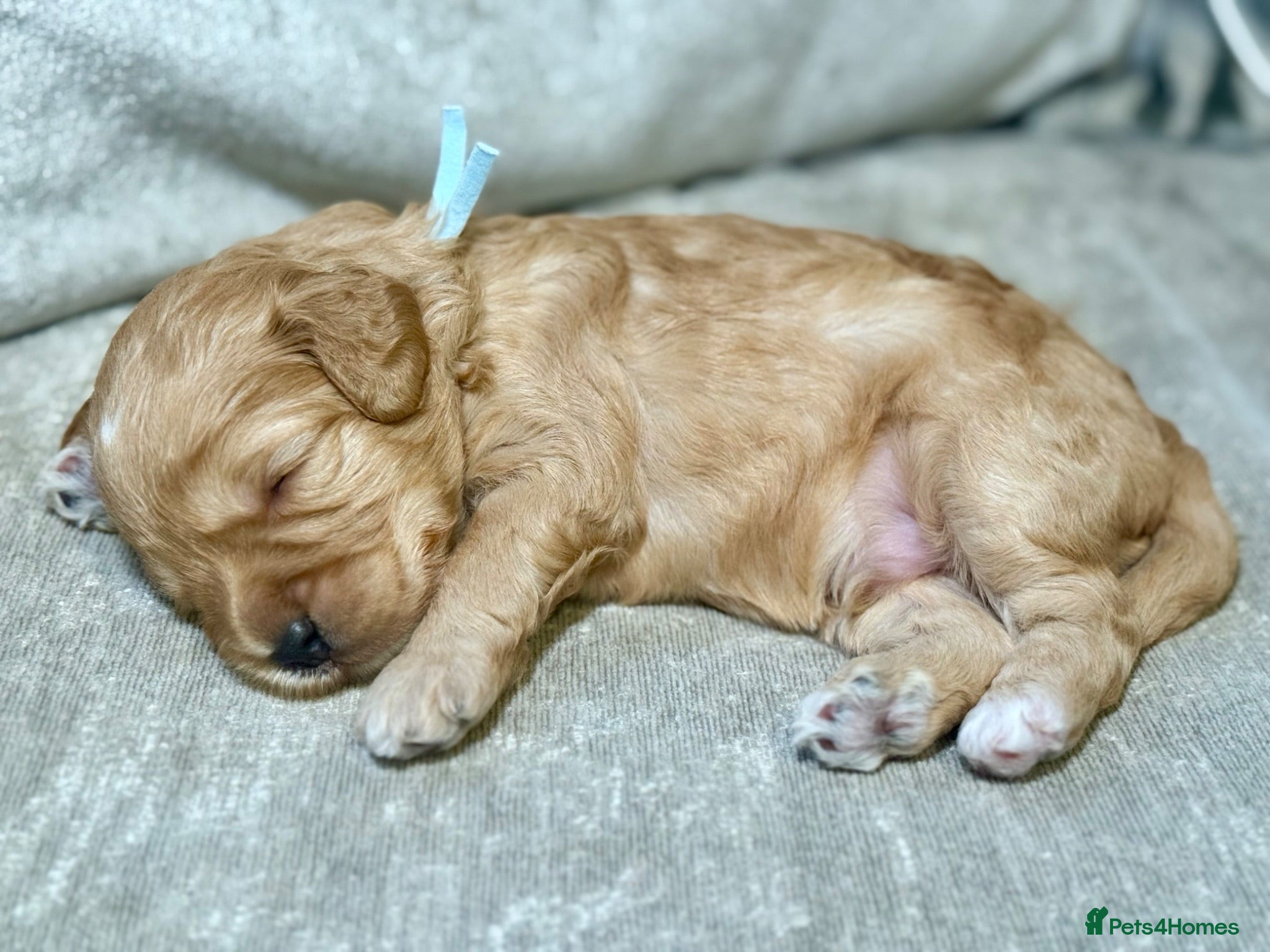 Labradoodle dogs 🐾 Health Tested F1B Mini Labradoodle Puppies 🐾 - Advert 2