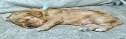 Labradoodle dogs for sale: 🐾 Health Tested F1B Mini Labradoodle Puppies 🐾 - Advert 16