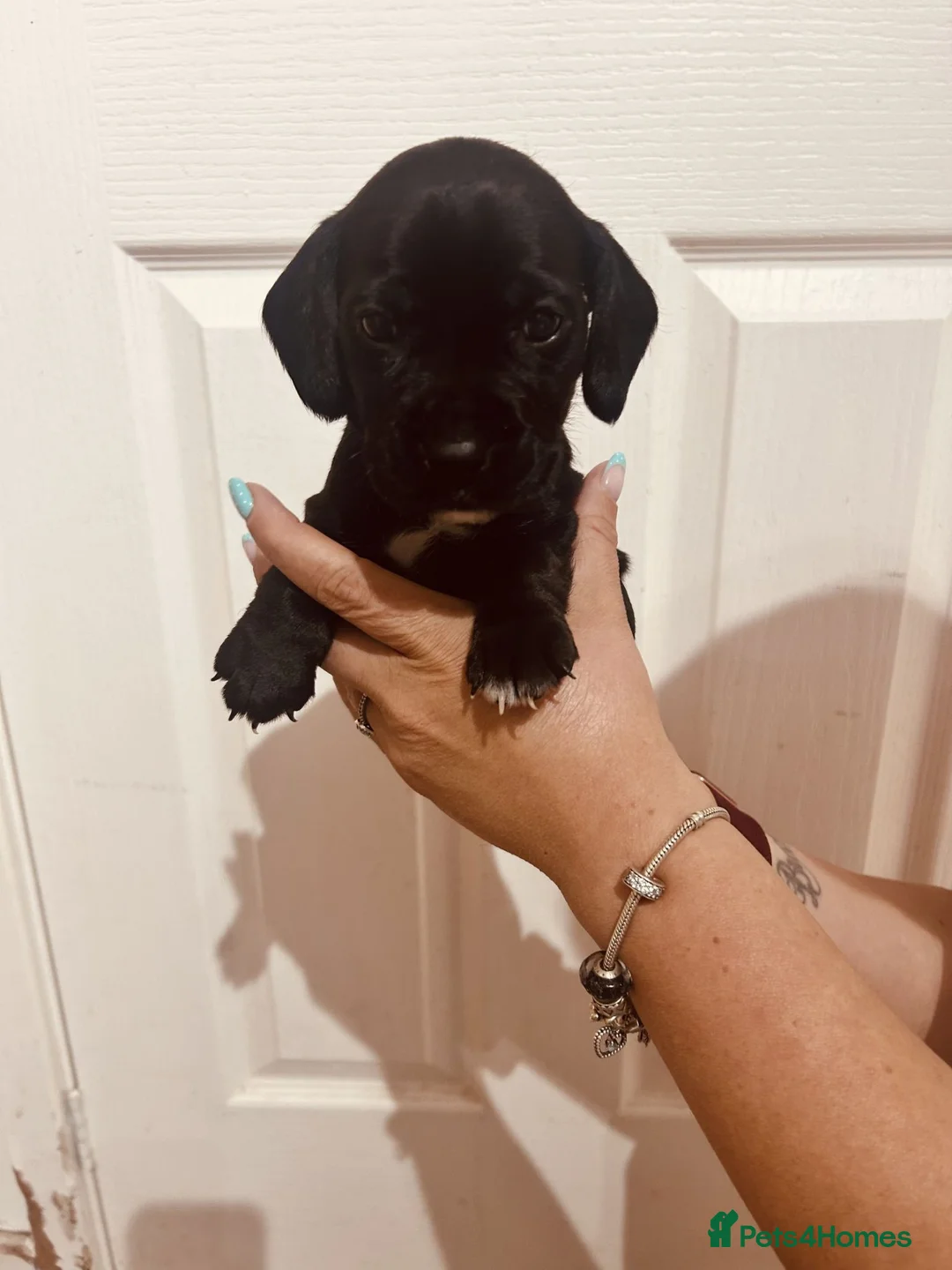 Mixed Breed dogs for sale: cocker x staff puppies  in Bungay - Advert 8