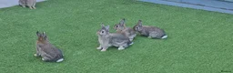 Mixed Breed rabbits for sale:  Gorgeous Bunnies for Sale 5 Male and 1 female. - Advert 1