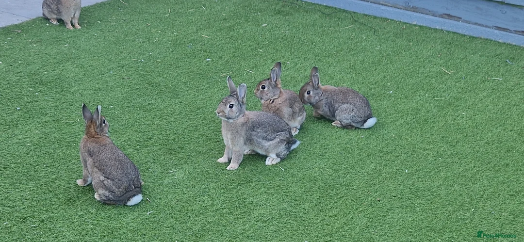 Mixed Breed rabbits for sale:  Gorgeous Bunnies for Sale 5 Male and 1 female. - Advert 1