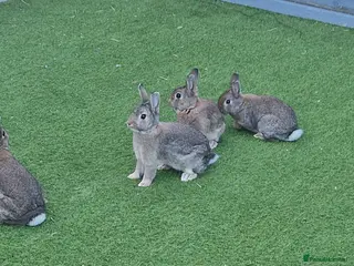 Mixed Breed rabbits Gorgeous Bunnies for Sale 5 Male and 1 female. - Advert 13