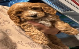 Cockapoo dogs for sale: stunning cockapoos for sale - Image 9