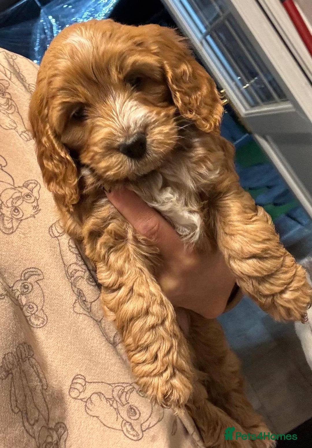 Cockapoo dogs for sale: stunning cockapoos for sale - Image 9